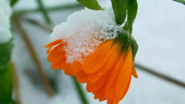 Close Drooping Calendula Flower Covered First Snow Blurred Background Late — Stock Photo, Image