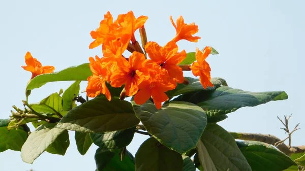 青い空の背景にオレンジの花が咲く緑の小枝晴れ暖かい日 — ストック写真
