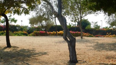 Dubai 'de bir parkta dans eden ağaç. 