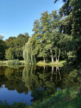 Yaz ormanında, dalları göle doğru uzanıyor. 