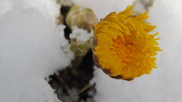 Yellow Flower Mother Stepmother Snow — Stock Photo, Image