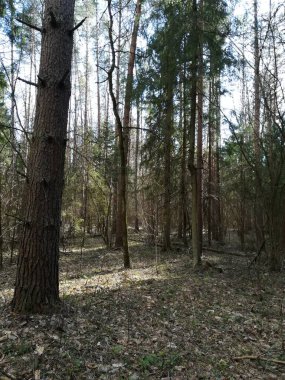 Bahar ağaçlarının arasındaki güneş ışınları