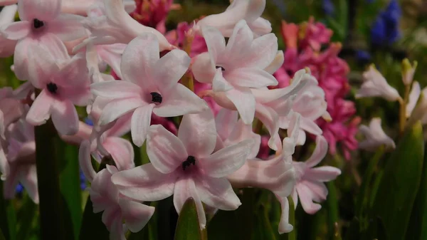Kvetoucí Hyacint Jaře Zblízka — Stock fotografie