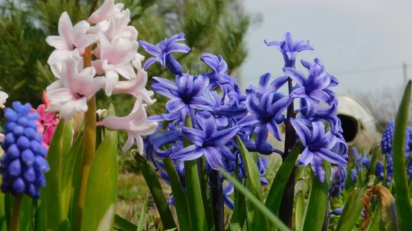 Virágzó Jácint Tavasszal Közelről — Stock Fotó
