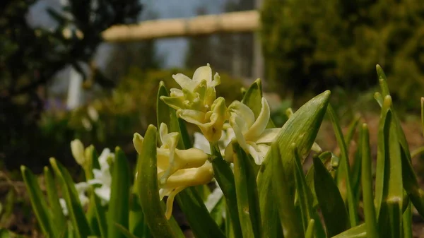 Virágzó Jácint Tavasszal Közelről — Stock Fotó