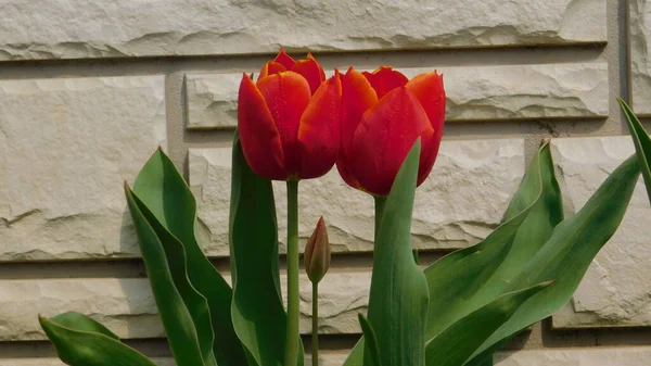 Red Tulips Garden — Stock Photo, Image