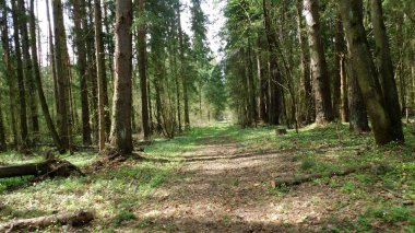 Bahar ormanlarında güneşli bir günde yol