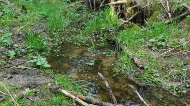İlkbaharın başlarında eski bir engel altında orman akıntısı