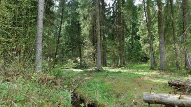 Bahar ormanında güneş ışınları 