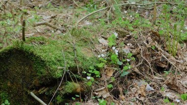 Eski bir kütüğün üzerinde kar damlaları ve yosun 