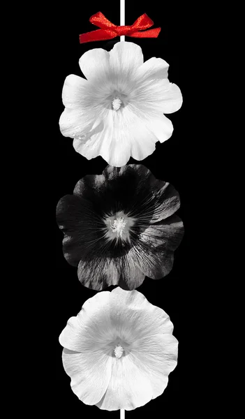 Black and white flowers on black background. Mallow