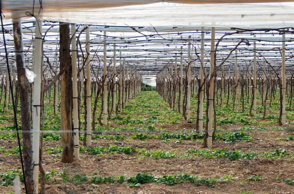 Paisagem italiana com vinhas no inverno — Fotografia de Stock