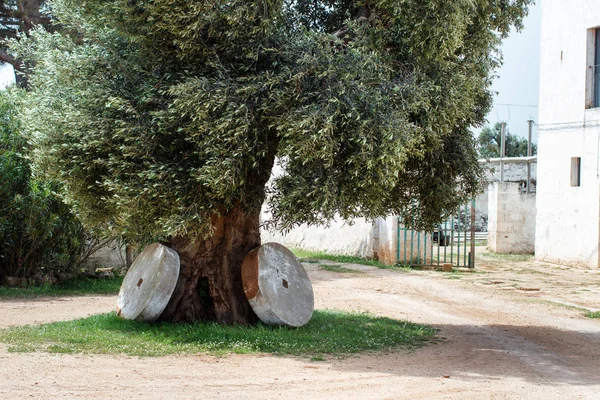 Antiguo olivo con dos molinos — Foto de Stock