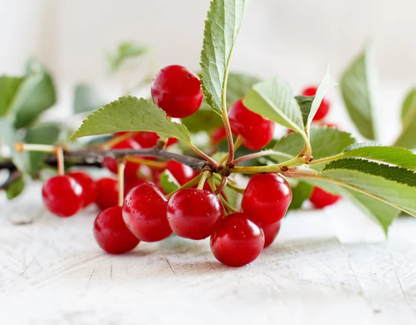 Branch of fresh sour cherries — Stock Photo, Image