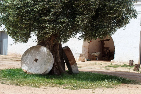 Oliveira antiga com duas pedras de moinho — Fotografia de Stock