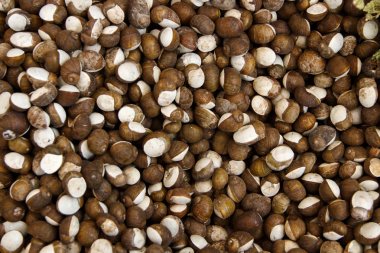 Yeşil salyangoz Üstten Görünüm