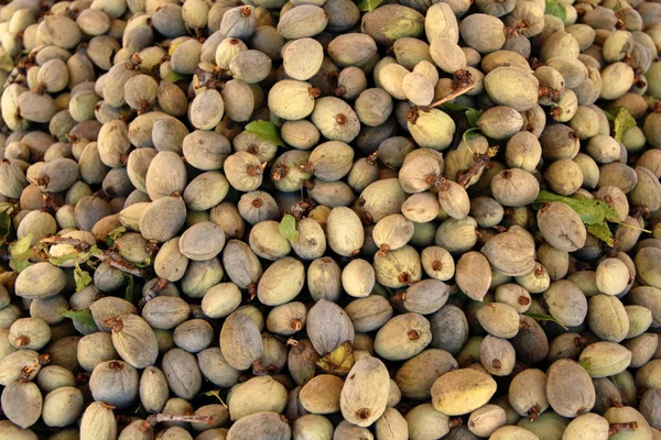 Fresh almond fruit with price — Stock Photo, Image