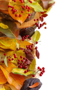 Sonbahar yaprakları ve meyveleri kenarlık