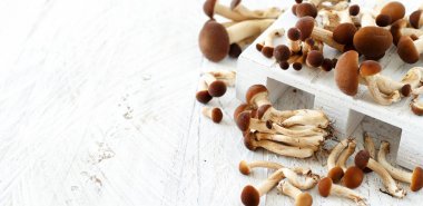Agrocybe aegerita mantar (Pioppino) 