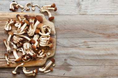 Agrocybe aegerita mantar (Pioppino) 