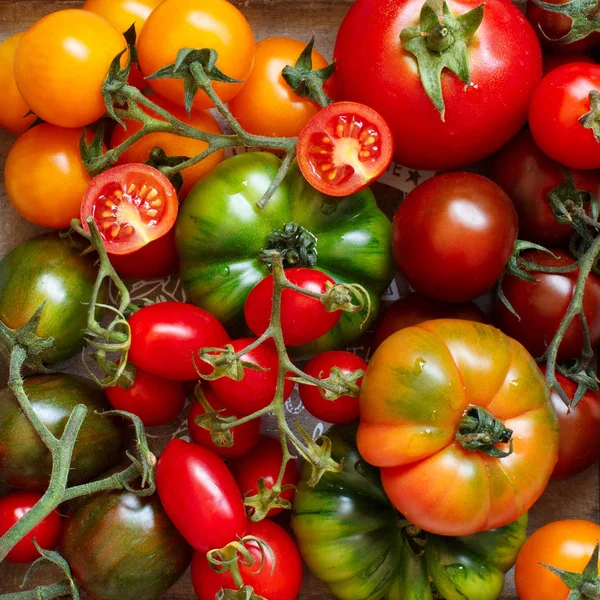 Tomates coloridos en una mesa de madera —  Fotos de Stock