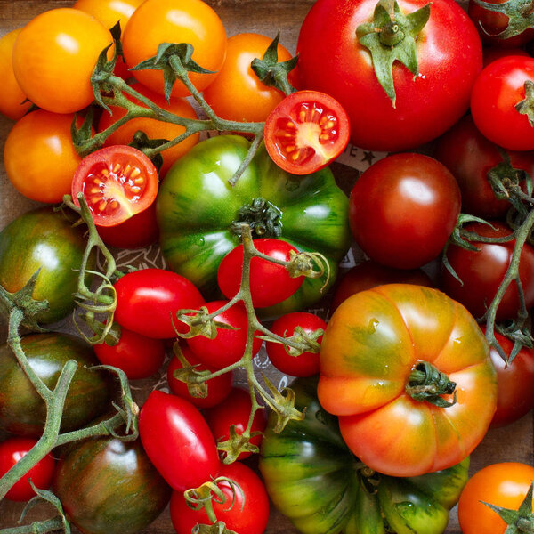 Colorful tomatoes on a wooden table 