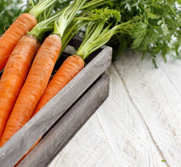 Carottes crues fraîches aux feuilles — Photo