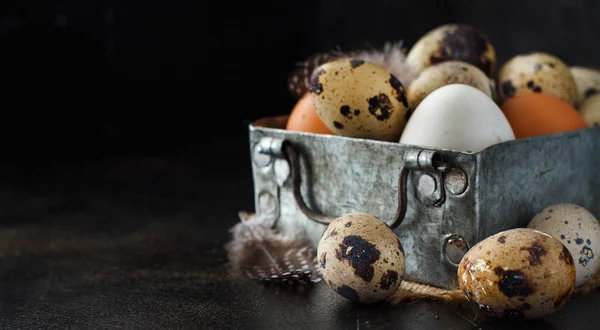 Œufs de caille et de hamamélis dans une boîte — Photo