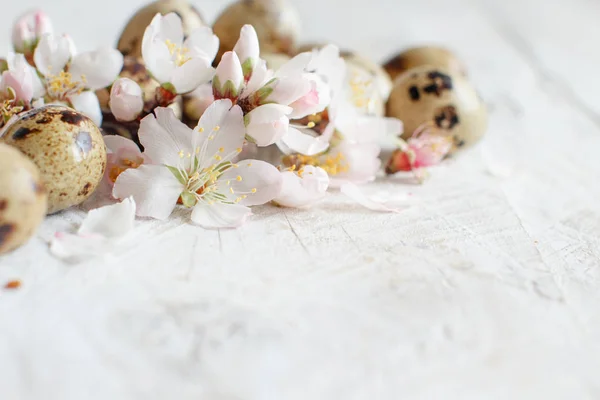 Uova di quaglia e fiori di mandorla — Foto Stock