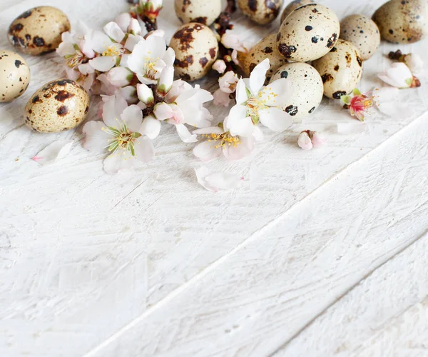 Jaja przepiórcze i kwiaty migdałowe — Zdjęcie stockowe