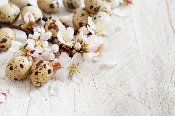 Uova di quaglia e fiori di mandorla — Foto Stock