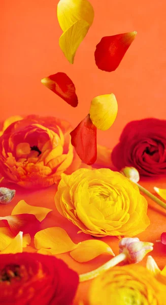 Červené a žluté květy na červeném pozadí — Stock fotografie