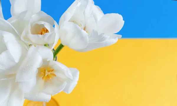 Mavi ve sarı arka planda Whitetulips çiçekleri — Stok fotoğraf