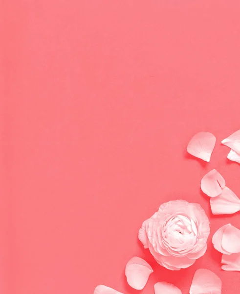 Kwiat i płatki na różowym tle — Zdjęcie stockowe