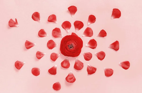 Pembe bir arka plan üzerinde kırmızı çiçekler — Stok fotoğraf