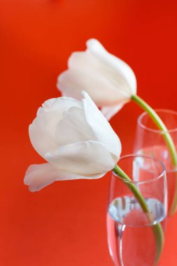 Kırmızı zemin üzerinde beyaz laleler