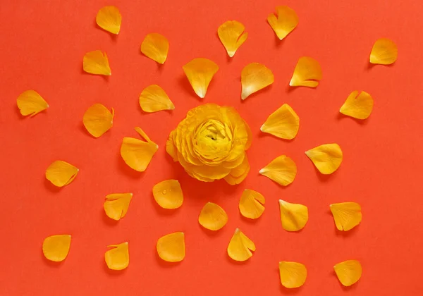 Flores y pétalos amarillos sobre fondo rojo —  Fotos de Stock