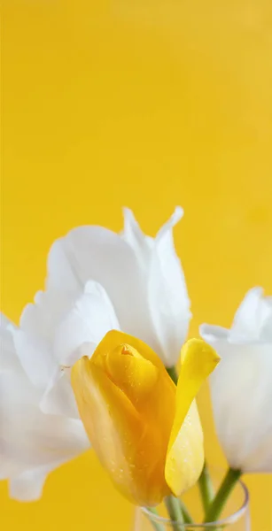 Žluté a bílé Tulipány na žlutém pozadí — Stock fotografie