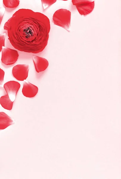 Červené květy a okvětní lístky na světle růžové pozadí — Stock fotografie