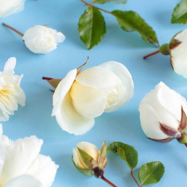 Açık mavi arka plan üzerinde güller