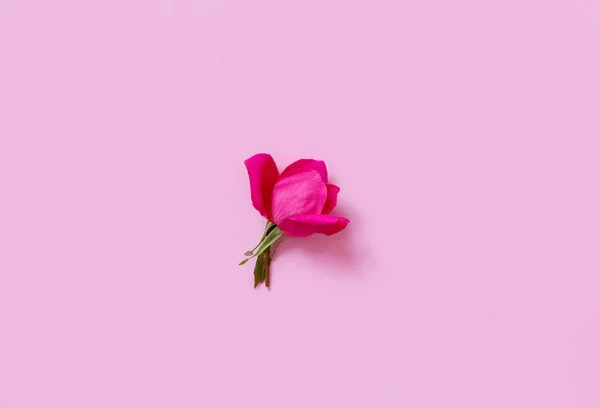 Różowa róża na jasnoróżowym tle — Zdjęcie stockowe