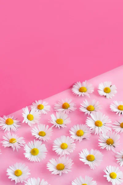 Margaritas blancas sobre fondo rosa — Foto de Stock