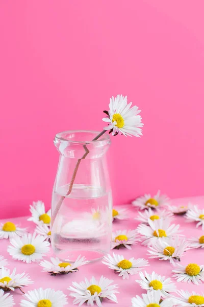 Composición primaveral con margaritas sobre fondo rosa claro — Foto de Stock