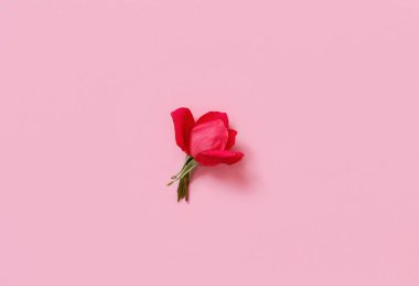 Açık pembe arka planda kırmızı gül