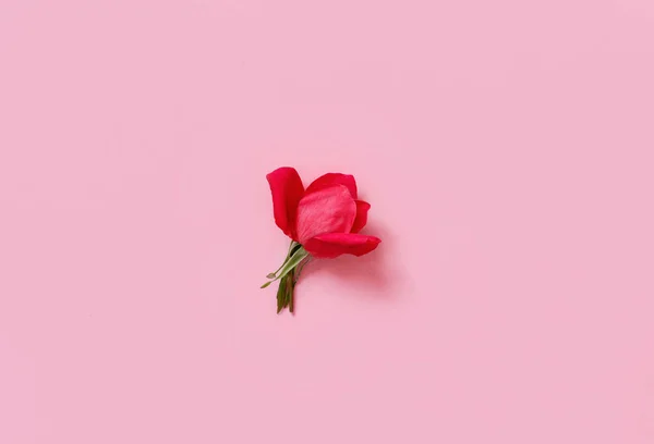 Czerwona róża na jasnoróżowym tle — Zdjęcie stockowe