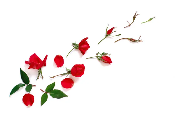 Composition printanière avec roses rouges sur fond blanc — Photo