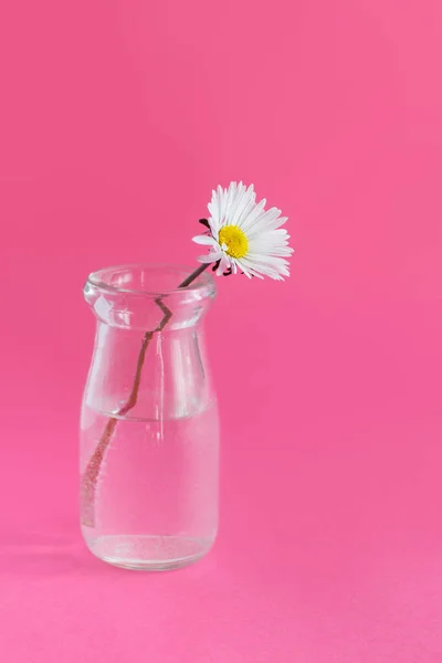 Kompozycja wiosenna ze stokrotką w szklanym słoiku — Zdjęcie stockowe