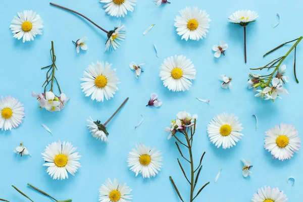 Açık mavi arkaplanda beyaz yabani çiçekler — Stok fotoğraf
