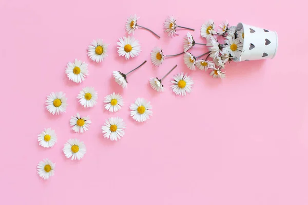 Composición de primavera con margaritas blancas cayendo de un cubo — Foto de Stock