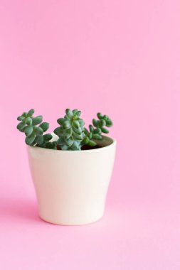 Açık pembe arka planda sulu bir bitki içeren krema vazosu.